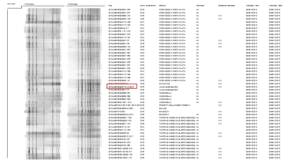 Figura 7. Consultazione del database nazionale LNR: profilo PFGE combinato ApaI /AscI GX6A12.0073/GX6A16.0010: ceppo, anno e matrice di isolamento, sierotipo e sierogruppo. Il ceppo clinico oggetto della relazione è evidenziato in rosso